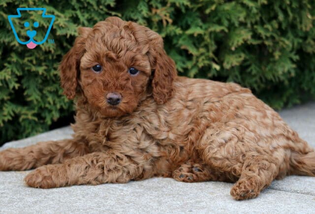Jade Mini Poodle2 image