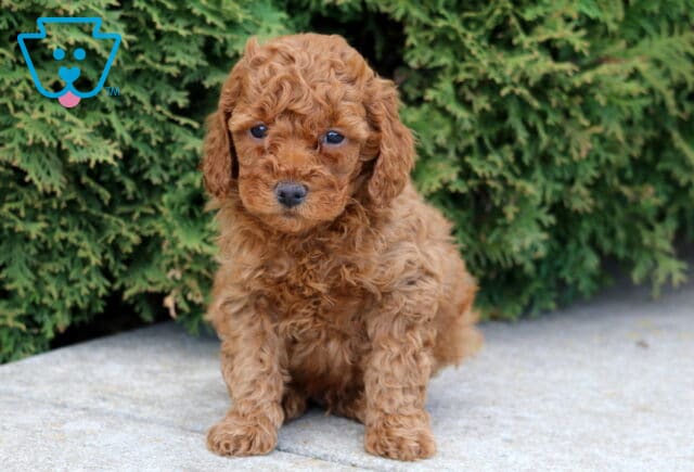 Jakey Mini Poodle image