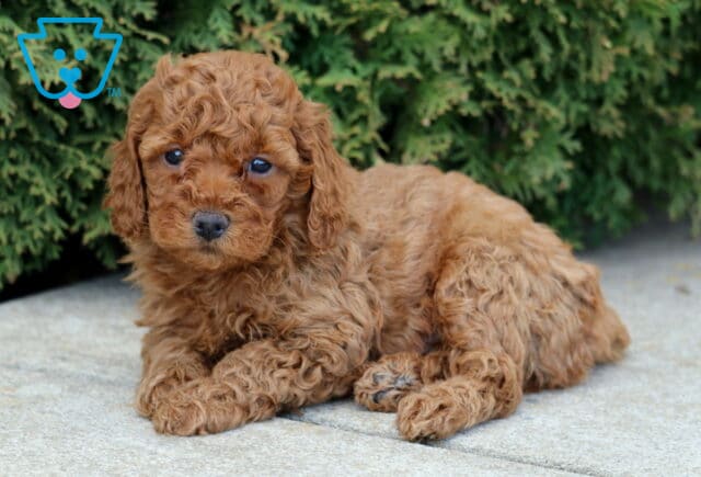 Jakey Mini Poodle2 image