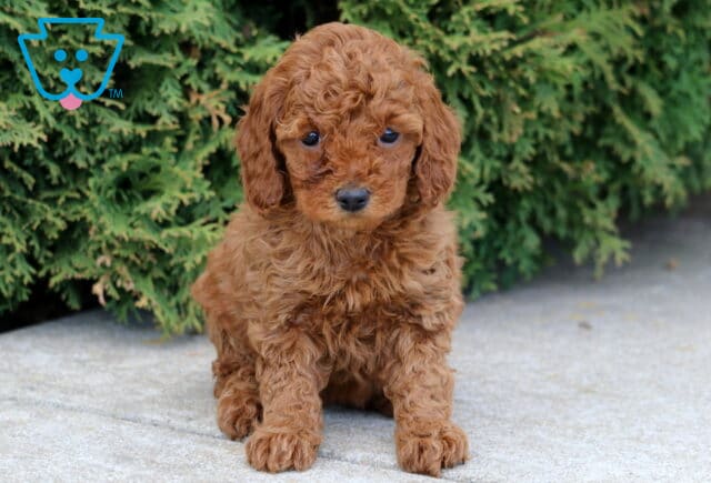 Jasmine Mini Poodle image