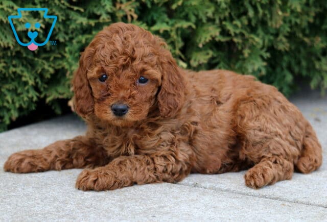 Jasmine Mini Poodle2 image