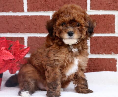 Curly-coated Toy Poodle puppy with a white chest patch sitting on a white blanket in front of a red brick wall, posed beside a festive red poinsettia arrangement.