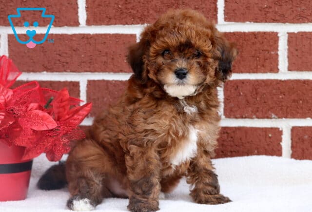 Curly-coated Toy Poodle puppy with a white chest patch sitting on a white blanket in front of a red brick wall, posed beside a festive red poinsettia arrangement. image