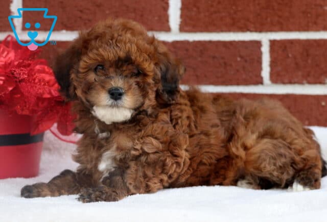 Fluffy brown Toy Poodle puppy lying on a white blanket in front of a red brick wall, with a festive red poinsettia arrangement placed beside them. image