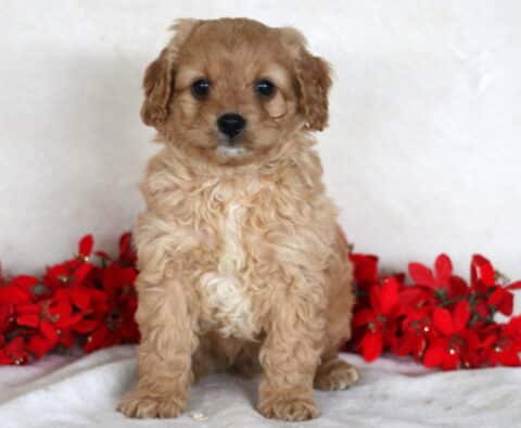 Jax Cavapoo
