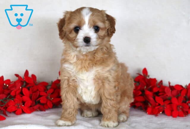 Jayla Cavapoo image