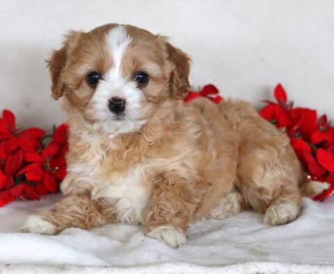 Jayla Cavapoo2