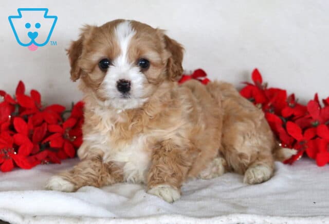 Jayla Cavapoo2 image