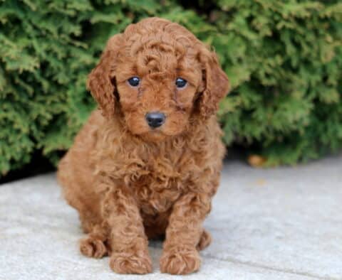 Jazz MIni Poodle