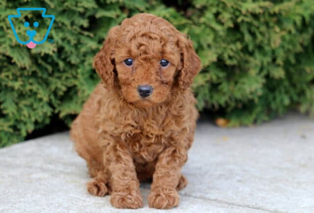 Jazz MIni Poodle image