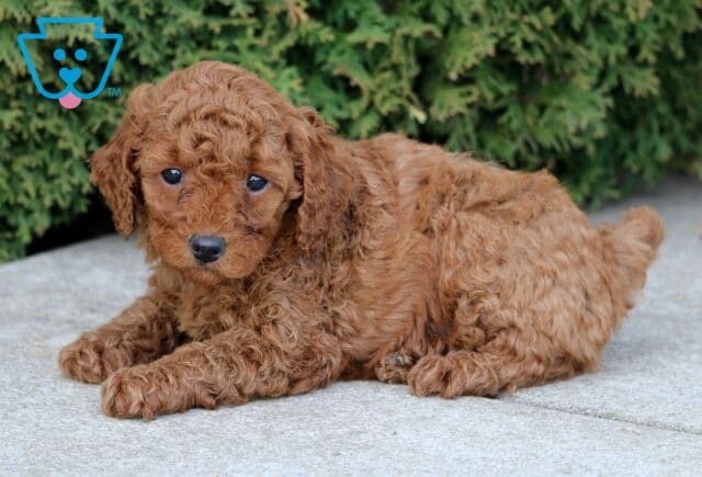 Jazz MIni Poodle2 image