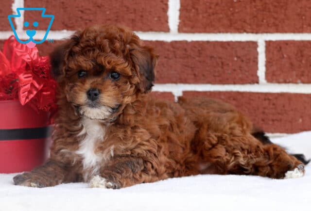 Adorable curly brown Toy Poodle puppy lying on a white blanket in front of a red brick wall, posed beside a festive red poinsettia arrangement. image