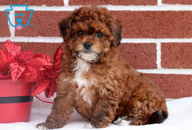 Curly brown Toy Poodle puppy sitting on a white blanket in front of a red brick wall, posed beside a bright red poinsettia arrangement in a festive planter. image