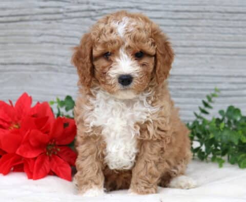 Kendrick Mini Poodle