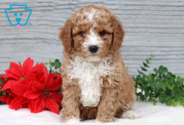 Kendrick Mini Poodle image