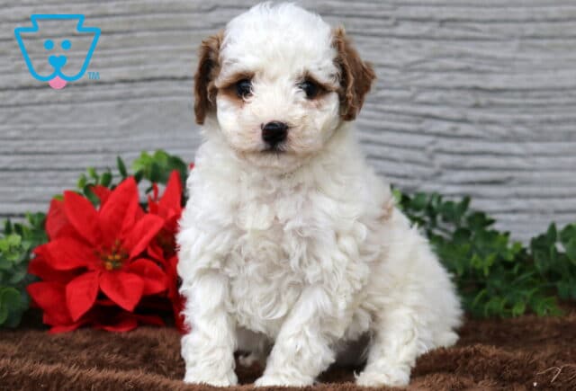 Kenny Mini Poodle image