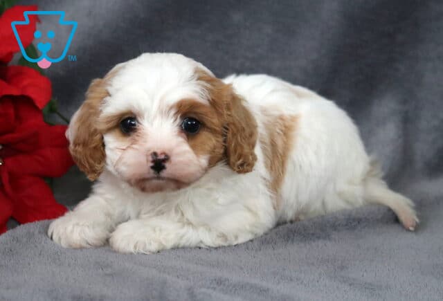 Keyla Cavapoo image