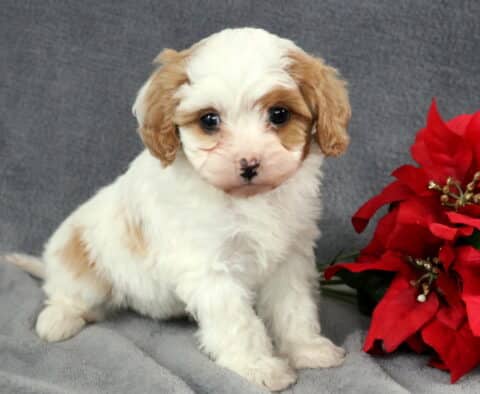 Cream Cavapoo puppy with light apricot patches sitting on a gray blanket beside bright red poinsettia flowers.