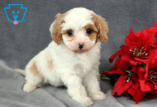 Keyla Cavapoo2 image