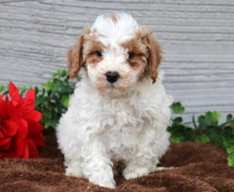Kip Mini Poodle