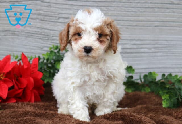 Kip Mini Poodle image