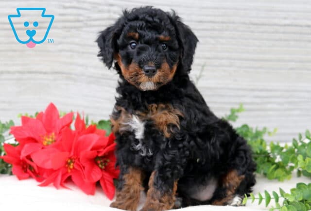 Black and tan mini Poodle puppy sitting on a white surface with red poinsettia flowers and green plants behind them, looking at the camera with a soft curly coat and a small white patch on the chest. image