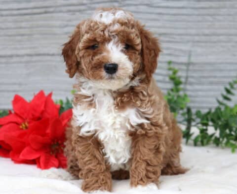 Kobe Mini Poodle
