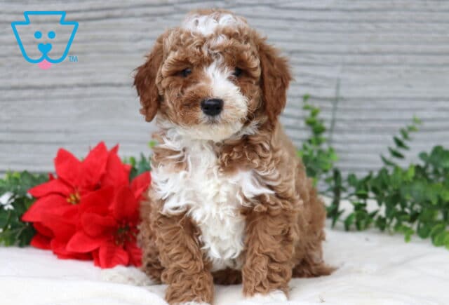 Kobe Mini Poodle image