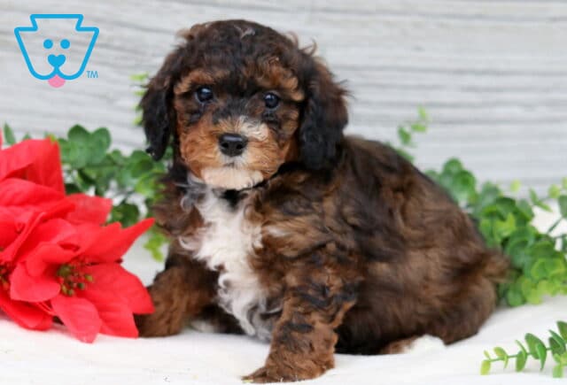 Fluffy Mini Poodle mix with dark curls and a white chest looking at the camera. image