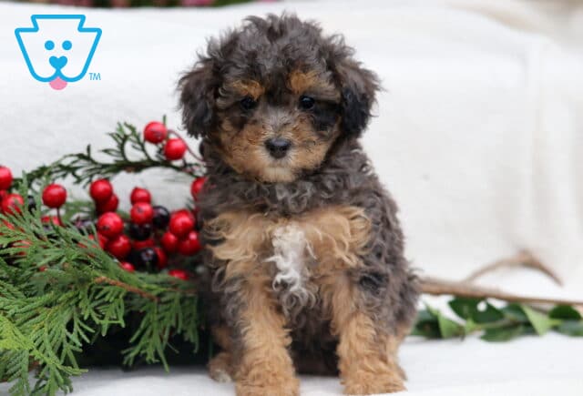 Curly Mini Poodle puppy with a mix of brown, black, and tan coloring sitting in front of festive greenery and red berries, looking calmly at the camera with a soft white background. image
