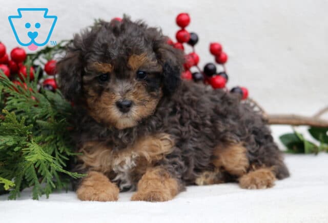 Fluffy Mini Poodle puppy with curly brown, tan, and black fur lying down beside festive greenery and red berries on a soft white background. image