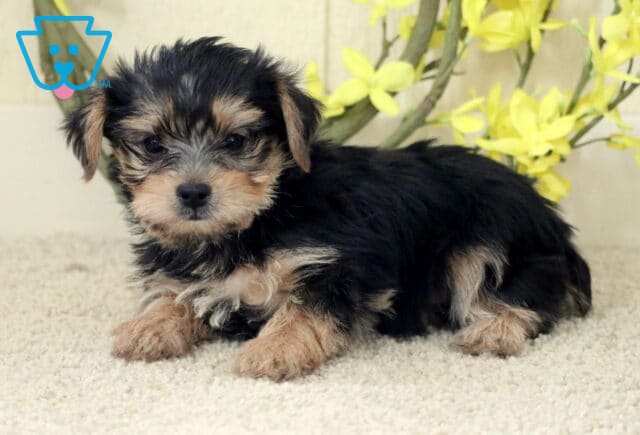 Adorable Yorkie puppy with soft black and tan fur laying on a carpet beside bright yellow flowers, looking sweetly into the camera. image
