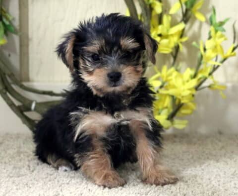 Tiny Yorkie puppy sitting upright on a carpet with fluffy black and tan fur, posing sweetly in front of bright yellow flowers.