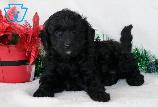 Larry Cavapoo2 image