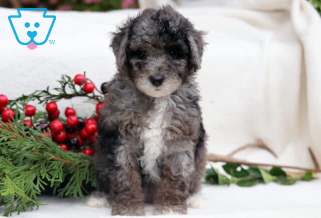 Leah Mini Poodle image