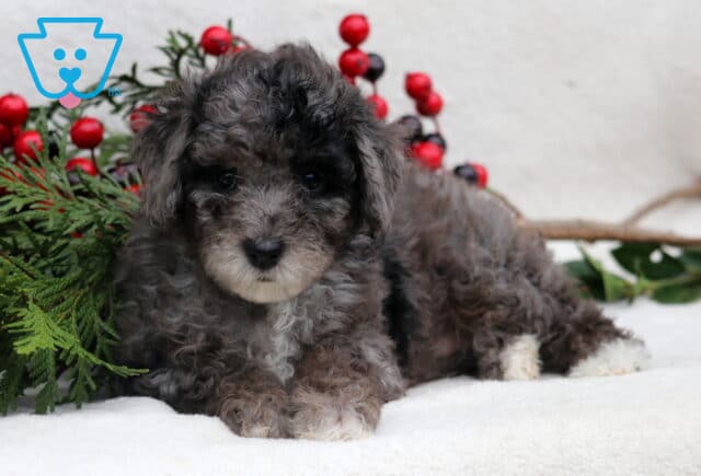 Leah Mini Poodle2 image