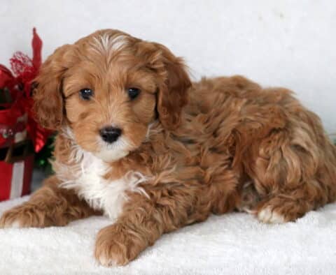 Lenny Cavapoo2