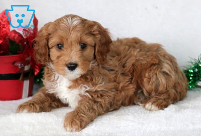 Lenny Cavapoo2 image