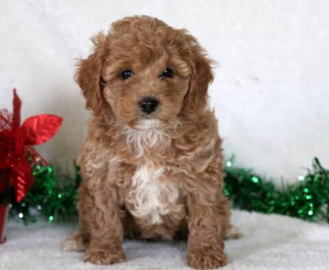 Lexy Cavapoo