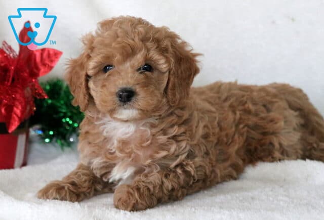Lexy Cavapoo2 image