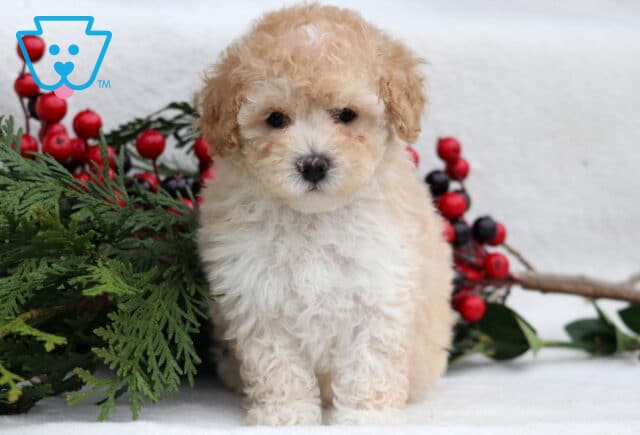 Lilly Mini Poole image