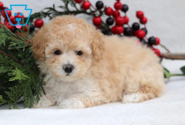 Lilly Mini Poole1 image