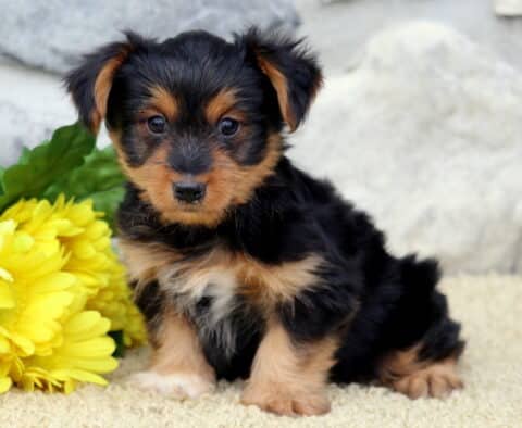Lilo Yorkie