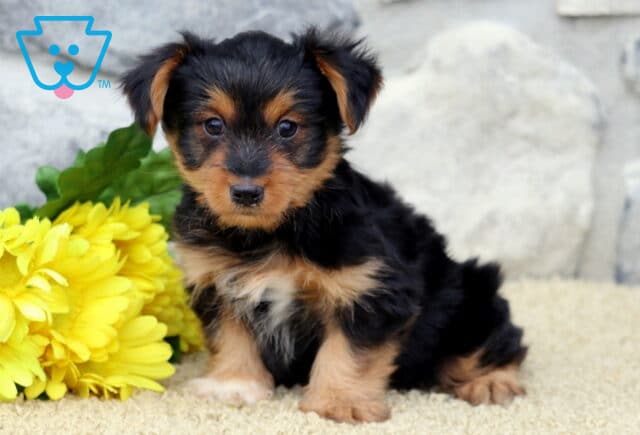 Lilo Yorkie image