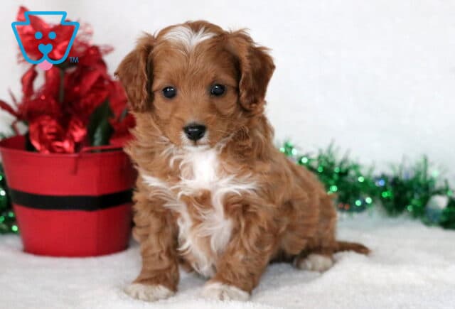 Apricot Cavapoo puppy with a fluffy coat, white chest, and a white streak on its forehead sitting on a white blanket beside a red holiday bucket and green garland. image