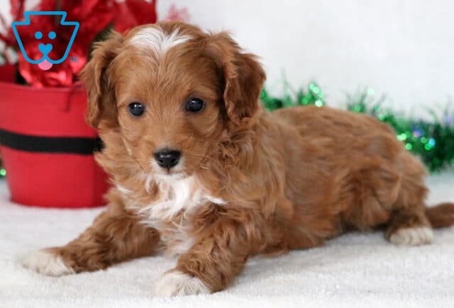 Apricot Cavapoo puppy with a fluffy coat, white chest, and a white streak on its forehead lying on a white blanket beside a red holiday bucket and green garland. image