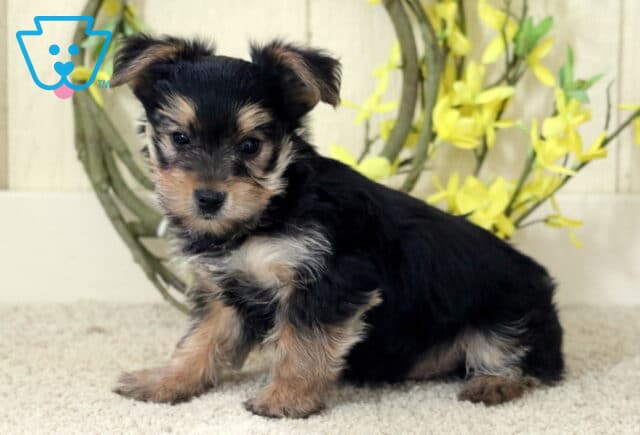 Cute Yorkie puppy sitting on a carpet with soft black and tan fur, tilting its head slightly as yellow flowers brighten the background. image