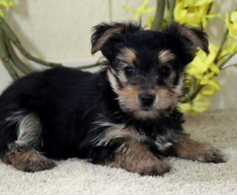 Sweet Yorkie puppy laying on a soft carpet with fluffy black and tan fur, looking up with gentle eyes as yellow flowers decorate the background.
