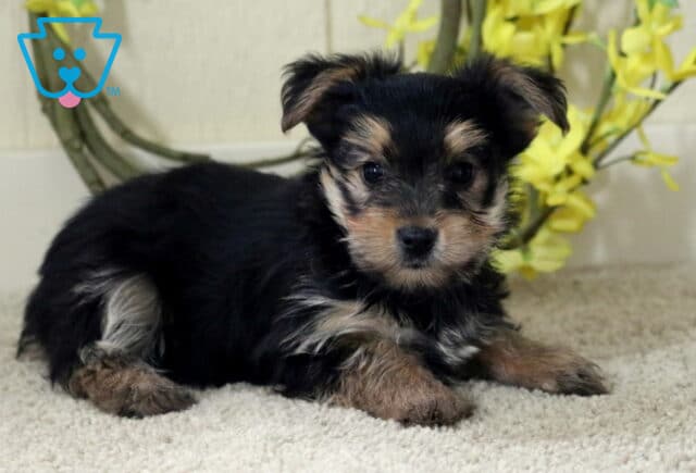 Sweet Yorkie puppy laying on a soft carpet with fluffy black and tan fur, looking up with gentle eyes as yellow flowers decorate the background. image