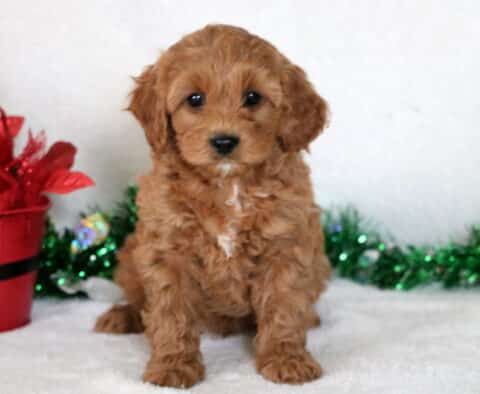 Louie Cavapoo